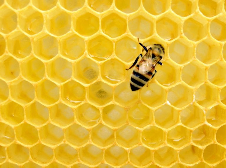 Shedding light on the secret reproductive lives of honey bees