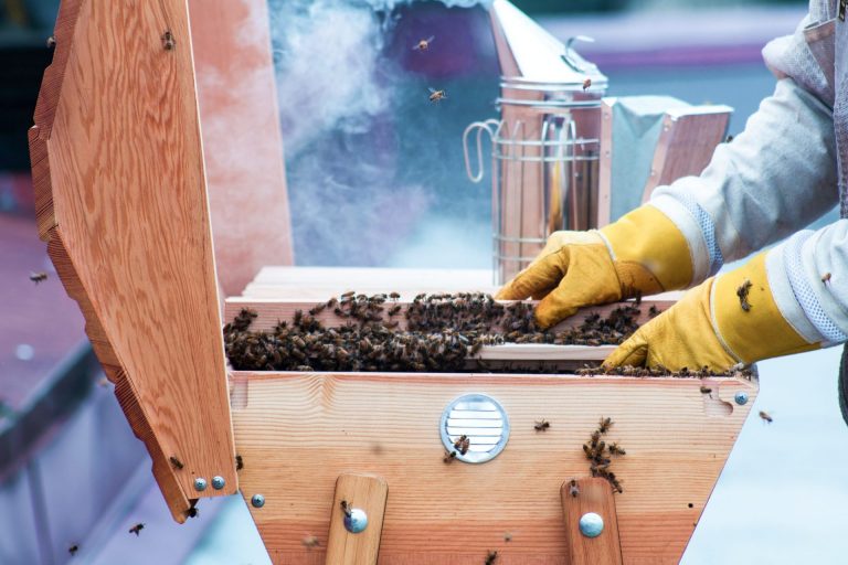 Summer weather sways honey bees’ winter survival
