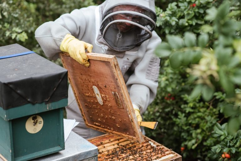 One pound of honey
